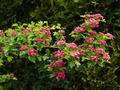 Crataegus laevigata Paul's Scarlet IMG_0812 Głóg dwuszyjkowy